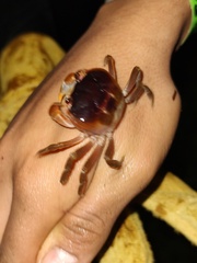 Gecarcinus lateralis