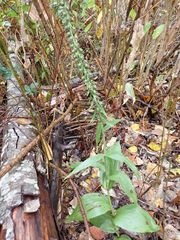 Epipactis helleborine