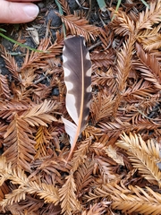 Colaptes auratus cafer