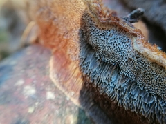 Ischnoderma benzoinum