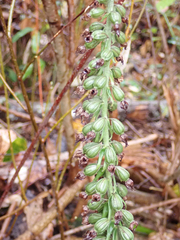 Epipactis helleborine