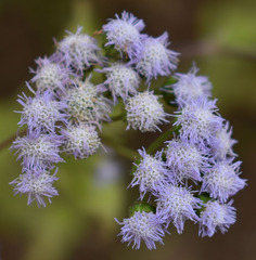 Ageratum conyzoides