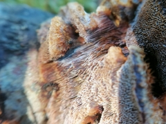 Ischnoderma benzoinum