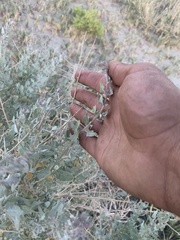Atriplex torreyi
