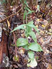 Epipactis helleborine