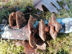 Ischnoderma benzoinum