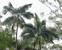 Archontophoenix maxima