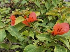 Bougainvillea