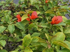 Bougainvillea
