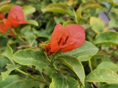 Bougainvillea