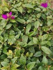 Bougainvillea