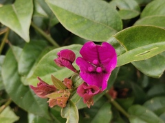 Bougainvillea