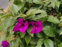 Bougainvillea