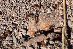 Solenopsis geminata