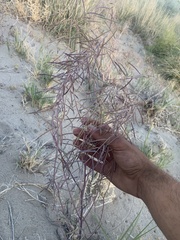 Streptanthus longirostris