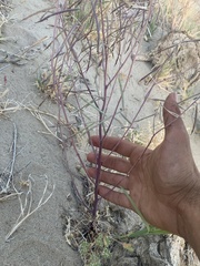 Streptanthus longirostris