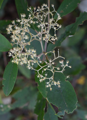 Pomaderris argyrophylla