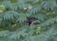 Papilio demetrius demetrius