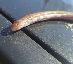 Amphisbaena darwinii