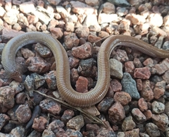 Amphisbaena darwinii