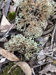 Cladoniaceae