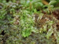 Chiloscyphus polyanthos