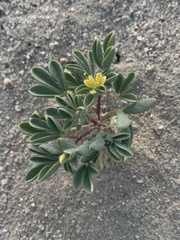 Cleomella obtusifolia