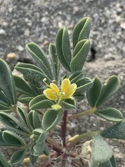 Cleomella obtusifolia