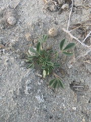 Cleomella obtusifolia