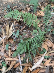 Polystichum dudleyi