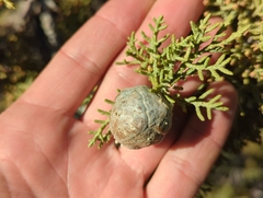 Cupressus nevadensis