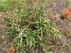 Gazania