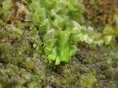 Chiloscyphus polyanthos