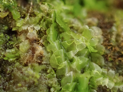 Chiloscyphus polyanthos