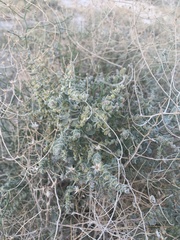 Atriplex parryi