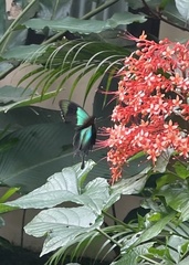 Papilio peranthus