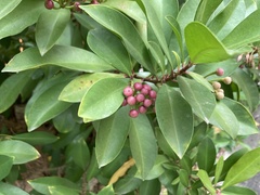 Ardisia squamulosa