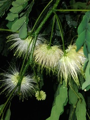 Albizia lebbeck