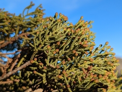 Cupressus nevadensis