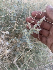 Atriplex parryi
