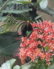 Papilio peranthus