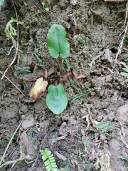 Mickelopteris cordata