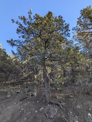 Cupressus nevadensis
