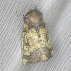 Papaipema cataphracta