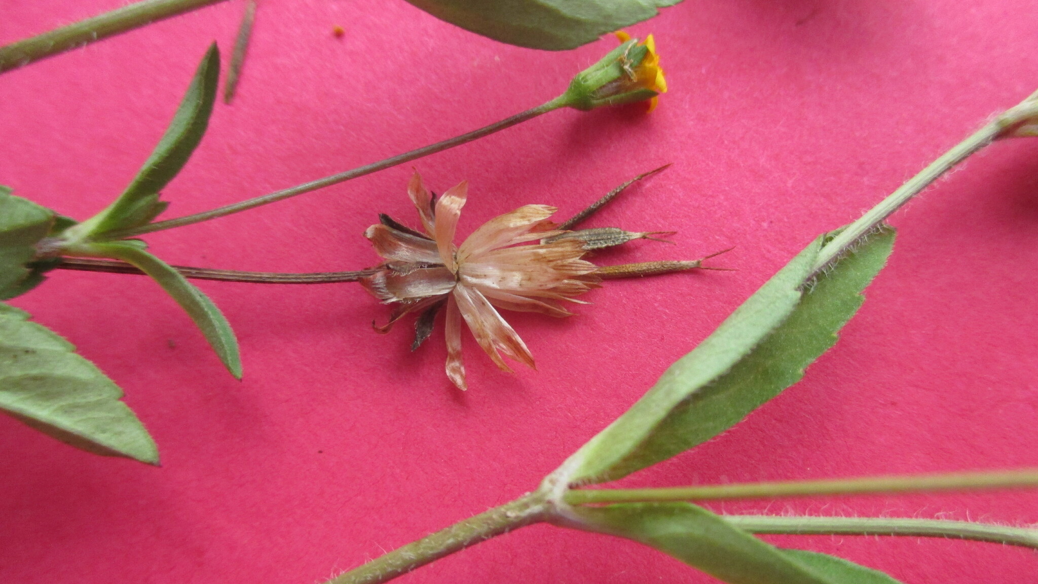 Heterosperma ovatifolium image