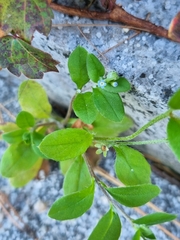 Trigonotis peduncularis