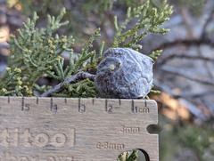 Cupressus nevadensis