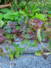 Trigonotis peduncularis