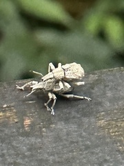 Dermatoxenus caesicollis