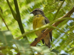 Coereba flaveola